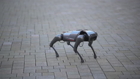 Herumlaufender-Roboterhund,-Xiaomi-Cyberdog