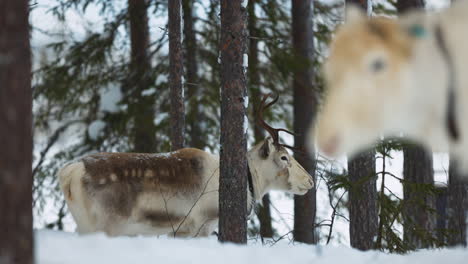 Norbotten-reindeer-herd-standing-grazing-in-snowy-Swedish-woodland-in-Lapland-forest