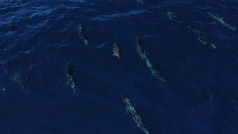 Drohnenansicht-Von-Gemeinen-Delfinen-Am-Meer