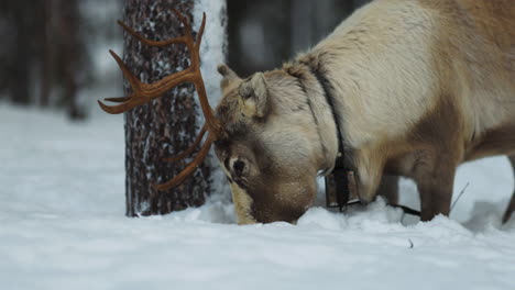 Adult-Norbotten-reindeer-digging-for-lichen-in-snowy-Swedish-Lapland-woodland