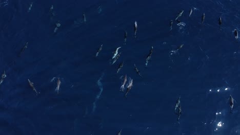 pod-of-common-dolphins,-drone-view-4k