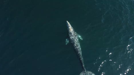 Aerial-view-of-a-grey-whale-with-scars-on-its-back