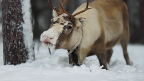 Swedish-Lapland-Norbotten-reindeer-eating-lichen-from-cold-snowy-woodland-ground