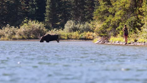 Wild-moose-in-lake-and-a-tourist-taking-photo-dangerously-close
