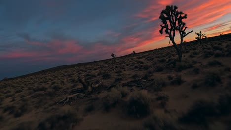 A-first-person-drone-flight-between-Joshua-trees-as-dusk-in-the-Mojave-Desert