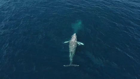 aerial-view-of-a-grey-whale-surfacing