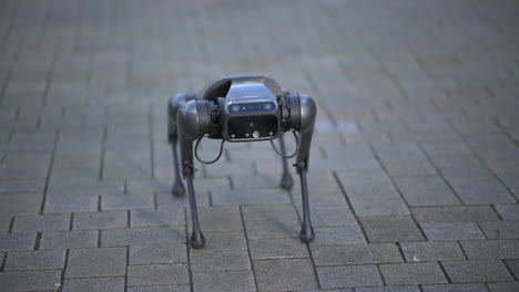 Perro-Robot-Haciendo-Trucos,-Mirando-Alrededor,-Agitando-La-Cola,-Xiaomi-Cyberdog