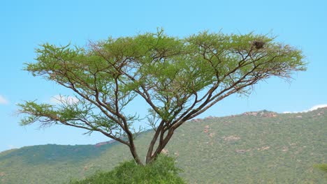 Blick-Auf-Afrika-Mit-Einer-Großen-Akazie-Im-Vordergrund-Unter-Einem-Strahlend-Blauen-Himmel-Vor-Einem-Hügel-Im-Hintergrund
