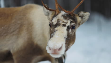 Swedish-Lapland-Norbotten-reindeer-wearing-bell-collar-close-up-in-cold-winter-woodland