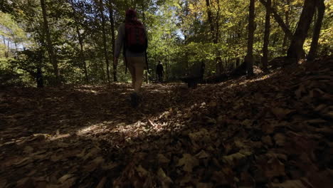 Following-a-hiker-through-the-woods-on-a-pretty-Fall-day-from-a-low-angle-and-in-slow-motion