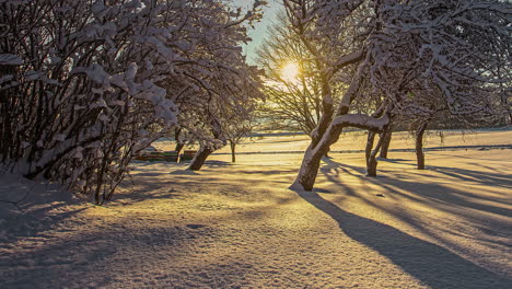 Sunrise-on-a-cold,-winter-morning-with-the-sun-casting-shadows-from-the-tress-across-the-snow---time-lapse