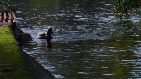 Männliche-Und-Weibliche-Enten,-Die-Zusammen-Entlang-Eines-Sanften-Kanals-Schwimmen