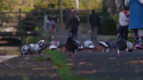 Flock-of-pigeons-peck-breadcrumbs-from-the-ground