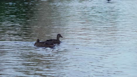 Eine-Einzelne-Ente-Schließt-Sich-Ihrer-Gruppe-An-Und-Sie-Schwimmen-Zusammen-In-Einem-Kanal