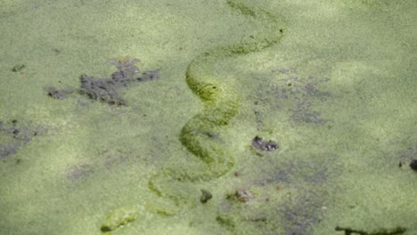 A-snake-hides-under-the-microalgae-in-a-lake