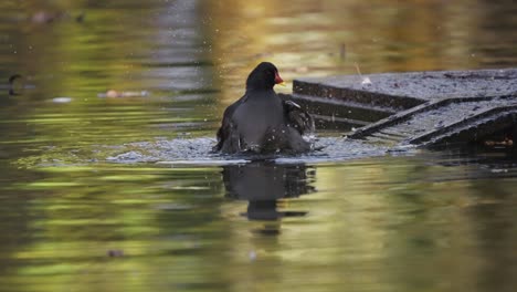 Moorhen-Bathing-on-Pond,-Submerging-Head-in-Water-Cleaning-Plumage-Flapping-Wings-in-slow-motion-at-sunset
