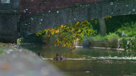 Ducks-swim-up-a-canal-underneath-a-small-bridge
