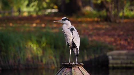 Grey-heron-Perched-in-Autumn-Duck-Pond-close-up