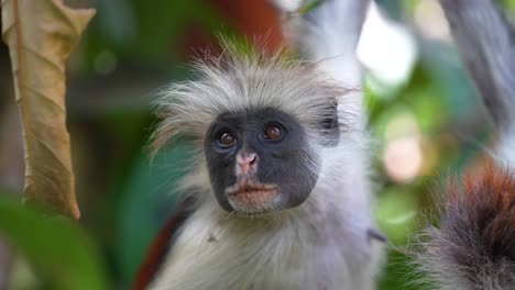 Female-Red-Colobus-Monkey-face-at-the-Jozani-Forest-of-Zanzibar-Island-Tanzania,-Close-up-shot