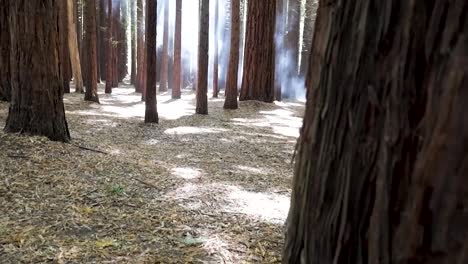 Filmaufnahme-Des-Waldes-Im-Herbst,-Die-Kamera-Bewegt-Sich-Von-Der-Bodenoberfläche-Zu-Den-Bäumen