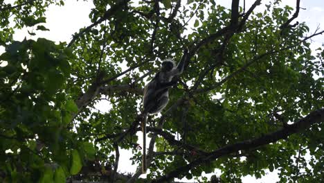 Red-Colobus-Monkey-in-the-treetops-of-the-Jozani-Forest-Zanzibar-Island-Tanzania,-Looking-up-handheld-shot