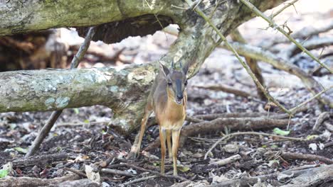 Suni-small-Antelope-species-from-East-Africa-on-Zanzibar-Island-Tanzania-munching-food-front-view,-Handheld-medium-shot