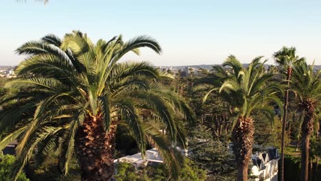 Die-Ikonischen-Palmen-Von-Beverly-Hills-Säumen-Die-Straßen-Südkaliforniens---Aufsteigende-Luftaufnahme,-Um-Die-Stadt-Zu-Enthüllen