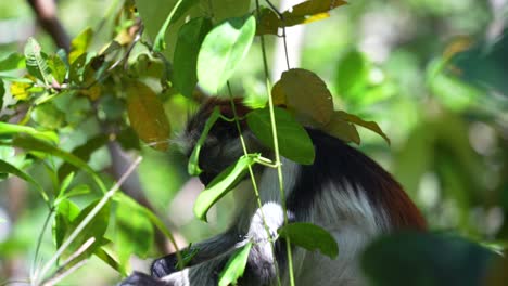 Red-Colobus-Monkey-eating-leaf-stalks-from-tree-at-the-Jozani-Forest-reserve-Zanzibar-Island-Tanzania,-Handheld-shot