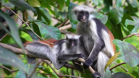 Mother-and-child-Red-Colobus-Monkeys-at-the-Jozani-Forest-of-Zanzibar-Island-Tanzania,-Medium-front-shot