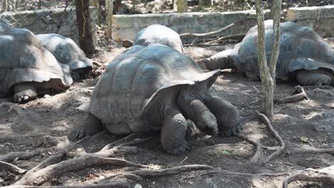 Giant-Aldabra-tortoises-in-pen-at-Prison-Island-in-Zanzibar,Tanzania-Africa,-Medium-shot