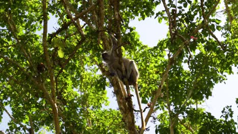 Red-Colobus-Monkey-taking-red-fruit-from-tree-at-the-Jozani-Forest-reserve-Zanzibar-Island-Tanzania,-Looking-up-handheld-shot
