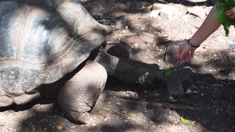 Giant-Aldabra-tortoise-fed-with-leaf-at-Prison-Island-in-Zanzibar-Tanzania-Africa,-Medium-shot