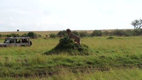 Männlicher-Löwe-Auf-Der-Suche-Nach-Beute-Von-Einem-Kleinen-Hügel-In-Der-Afrikanischen-Savanne