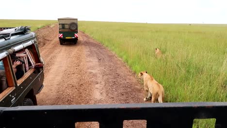 Touristen-Fotografieren-Löwinnen-Aus-Einem-Safarifahrzeug-In-Der-Afrikanischen-Savanne-Kenias