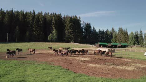 Aerial-orbit-footage-of-brown-hucul-ponies-grazing-on-a-meadow-in-Sihla,-Slovakia-on-a-late-summer-eveing
