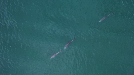 Aerial-view-of-a-group-dolphins-in-sea-water---cenital,-drone-shot