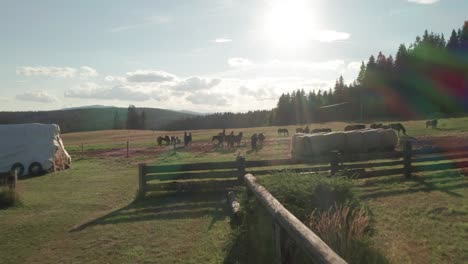 Flying-into-the-sunlight-very-close-above-beautiful-brown-horses-in-Sihla,-Central-Slovakia-on-a-late-summer-evening