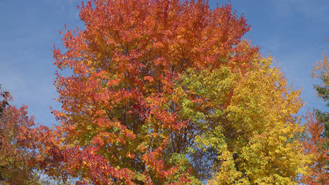 Bright-autumn-leaves-rest-in-a-tree-against-a-blue-sky-as-the-camera-tilts-quickly-revealing-colorful-orange,-yellow,-red,-and-green-leaves
