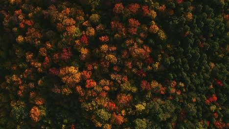 Vogelperspektive-Fliegt-über-Herbstlaub,-Evans-Notch,-White-Mountains,-Maine