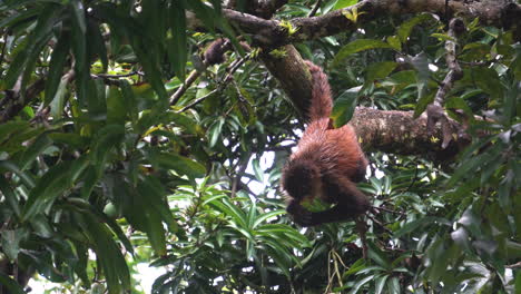 Mono-Aullador-De-Manto-Animal-De-Vida-Silvestre-En-La-Selva-Tropical-De-Costa-Rica-Recolectando-Comida-Del-árbol