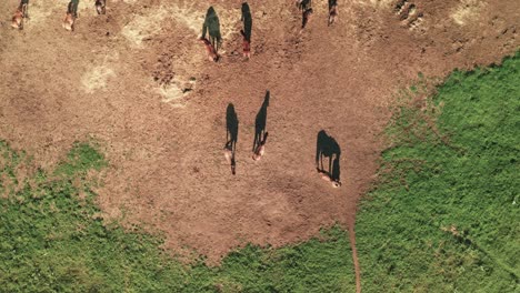Aerial-zoom-out-view-of-brown-horses-and-their-beautiful-shadows-on-a-late-summer-evening