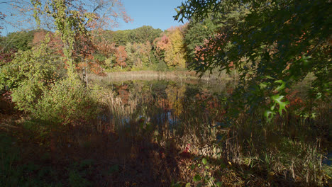 A-tilt-reveal-shot-of-a-dense-and-colorful-early-autumn-forest-around-a-reflective-lake