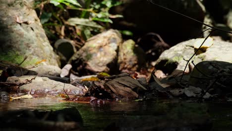 Ein-Kleines-Becken-Mit-Herumfliegenden-Insekten-In-Einer-Längeren-Version-Einfach-Zu-Verwenden-Für-Erzählung,-Bach-Und-Felsen,-Kaeng-Krachan-Nationalpark,-Thailand