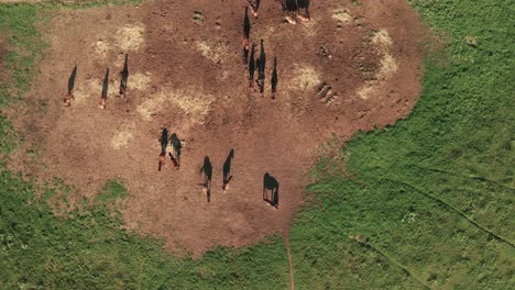 Aerial-zoom-in-view-of-brown-horses-and-their-beautiful-shadows-on-a-late-summer-evening