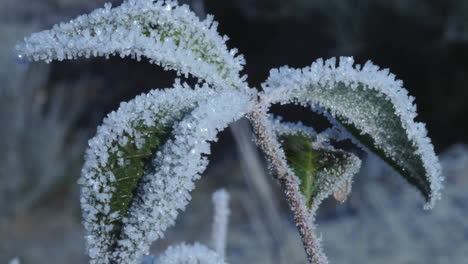 Time-lapse-of-a-plant-to-melting-snow---thaw-in-nature