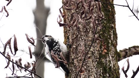 Close-up-shot-of-a-black-and-white-woodpecker-pecking-at-a-tree-trunk