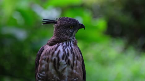 Looking-over-its-left-shoulder-towards-the-back-then-turns-to-the-left-and-right-then-shakes-its-feathers,-Rare-Footage,-Pinsker's-Hawk-eagle-Nisaetus-pinskeri,-Philippines