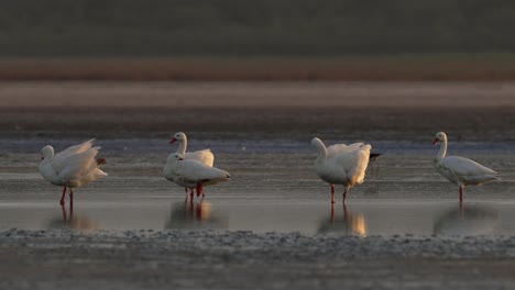 Coscoroba-swans-in-the-wilderness