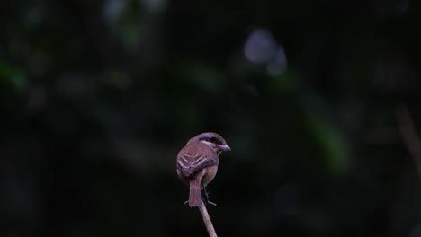 Seen-from-its-back-while-looking-down-for-some-prey-and-then-turns-to-the-left,-Brown-Shrike-Lanius-cristatus,-Philippines