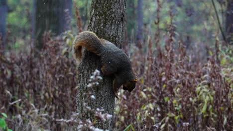 Static-shot-of-a-squirrel-with-a-nut-in-its-mouth-running-down-a-tree